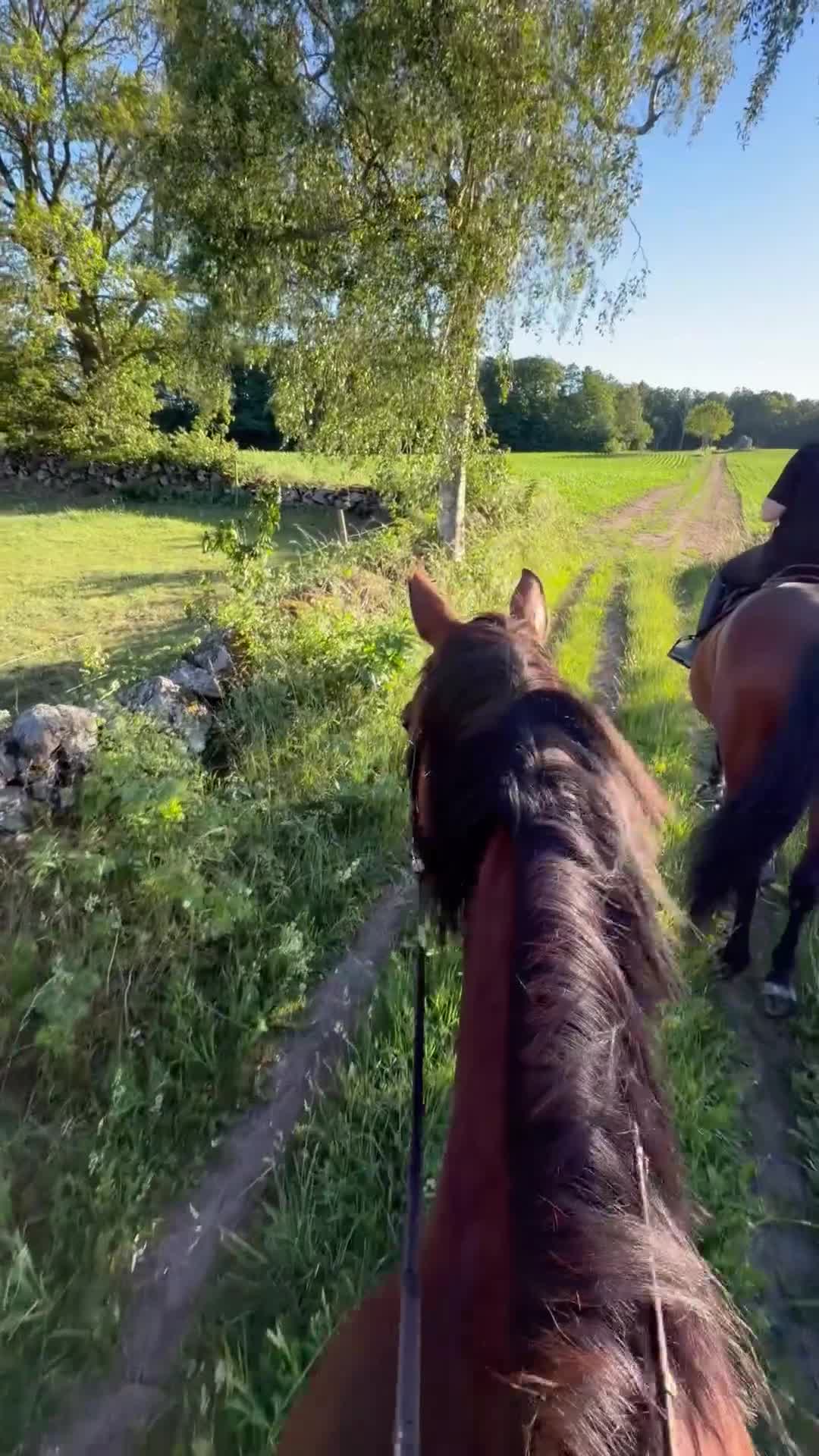 Allround hästar till salu: SWB-valack e. Hip Hop - Video 3