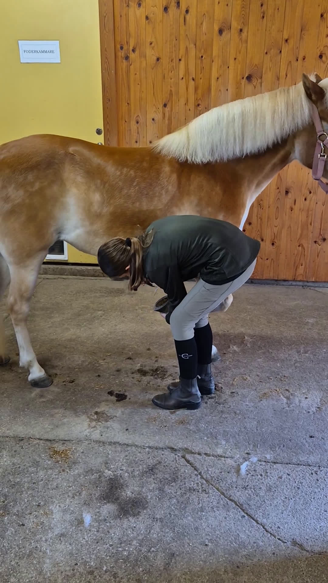 Allround hästar till salu: Guldponny söker ny liten ryttare i Kisa - Video 2