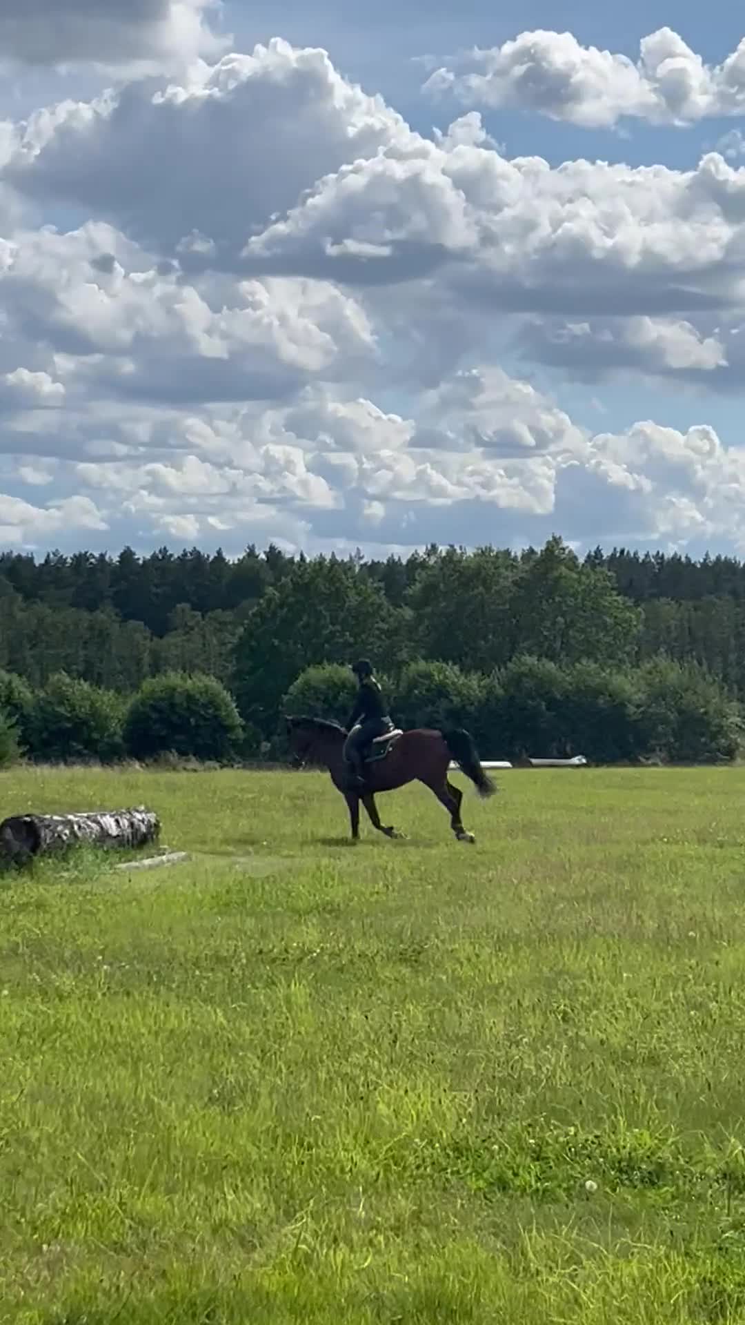 Dressyr hästar till salu: Lovande 1 årig svensk ridponny  - Video 2