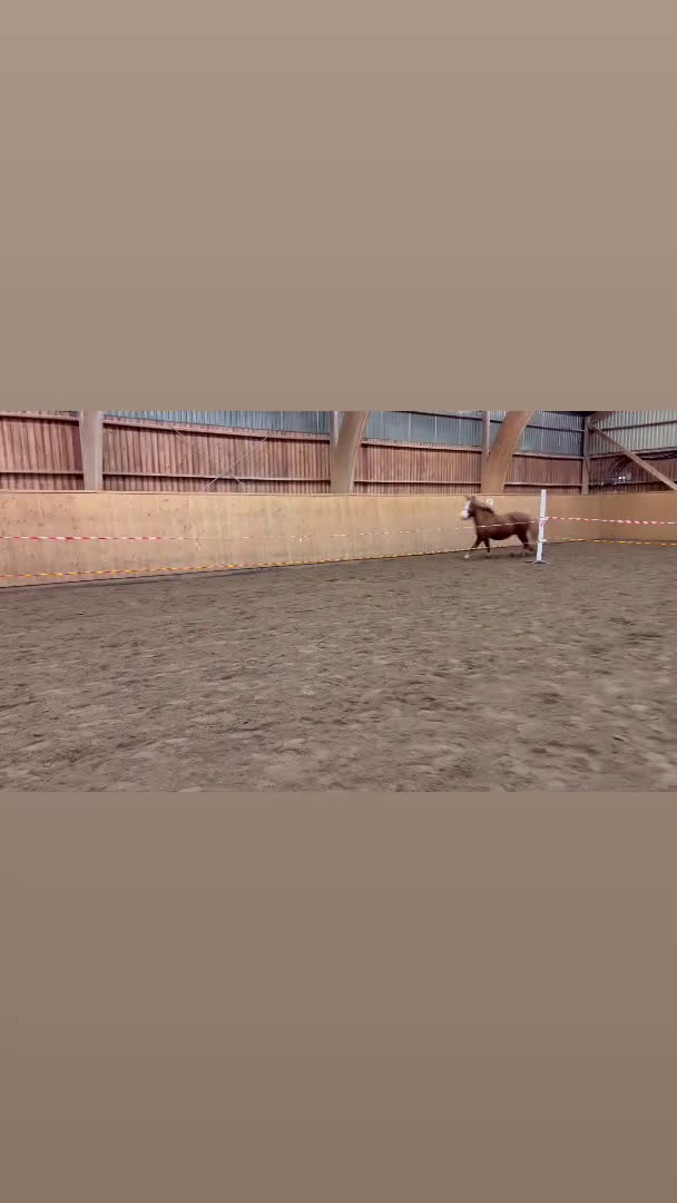 Island hästar till salu: Iða Vom Donnerhall  i Fellingsbro - Video 1