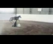 Övrigt hästar till salu: Pigg valack i Annerstad - Video 1