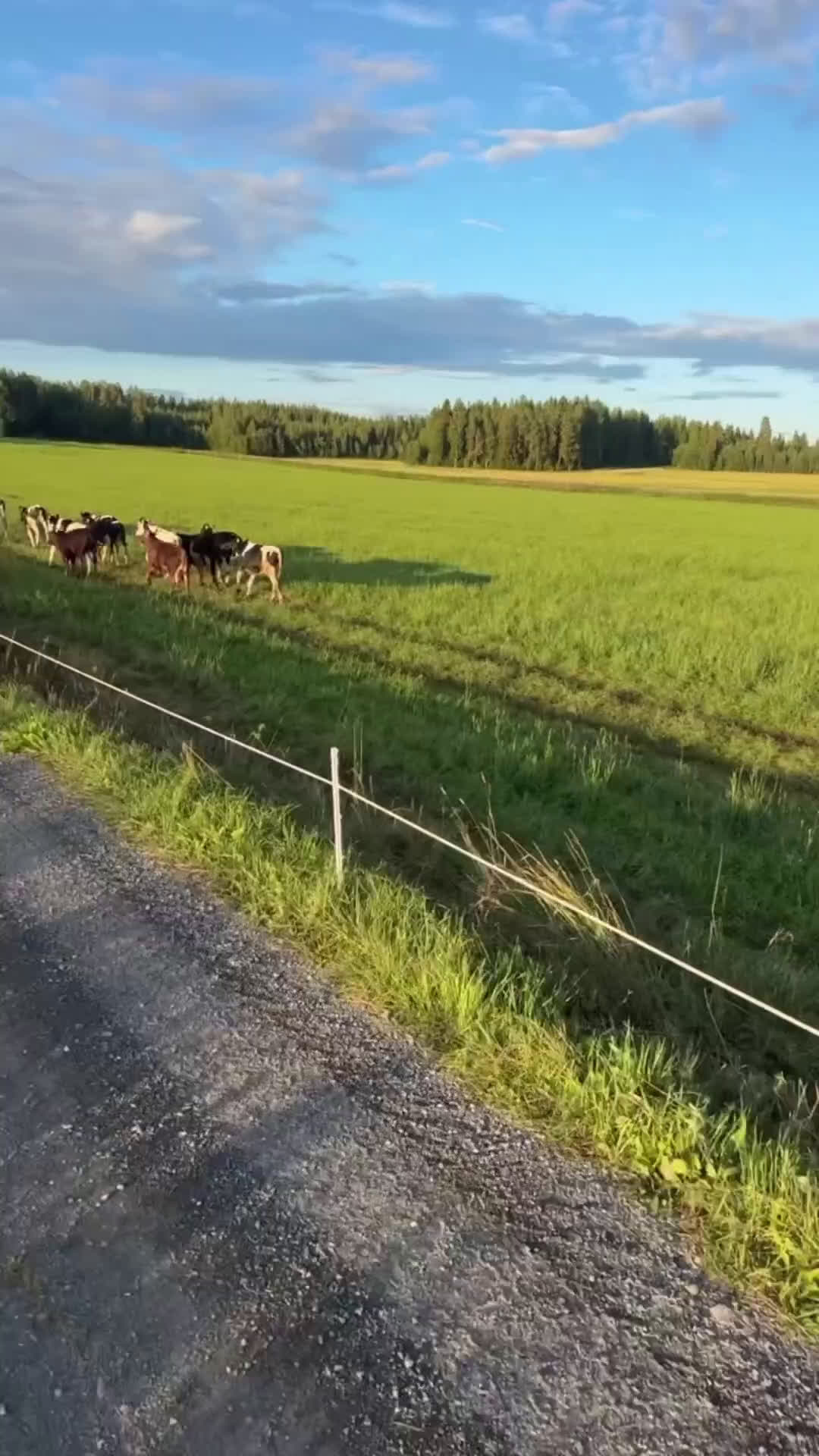 Hoppning hästar till salu: Underbar hopphäst söker ny bästa vän🌟 i Kusmark - Video 2