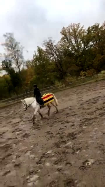 Allround hästar sökes: Medryttare Sökes - Video 1