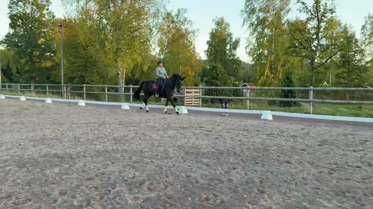 Dressyr hästar till salu: Välutbildad dressyrhäst söker kärleksfullt hem - Video 2