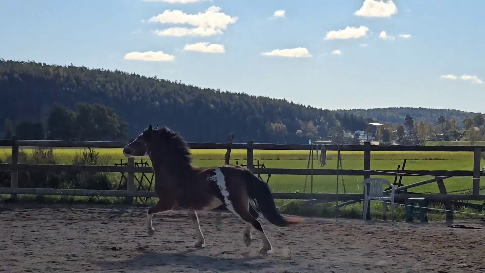 Allround hästar till salu: Welsh mountain, sportponny, barnponny, körponny! i Uddevalla - Video 3