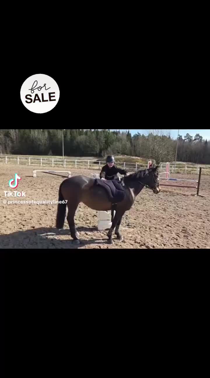 Hoppning hästar till salu: Ärlig, snabb och försiktig C-ponny - Video 1