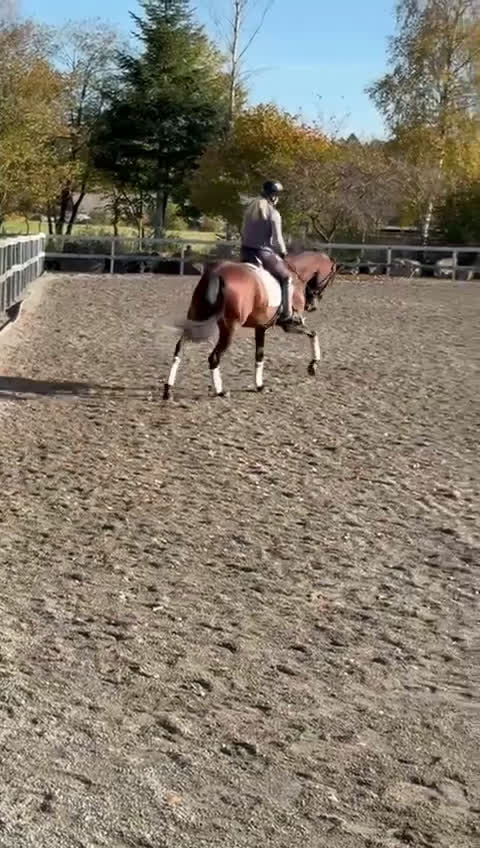 Allround hästar till salu: PRE 10 år i Munka-ljungby - Video 4