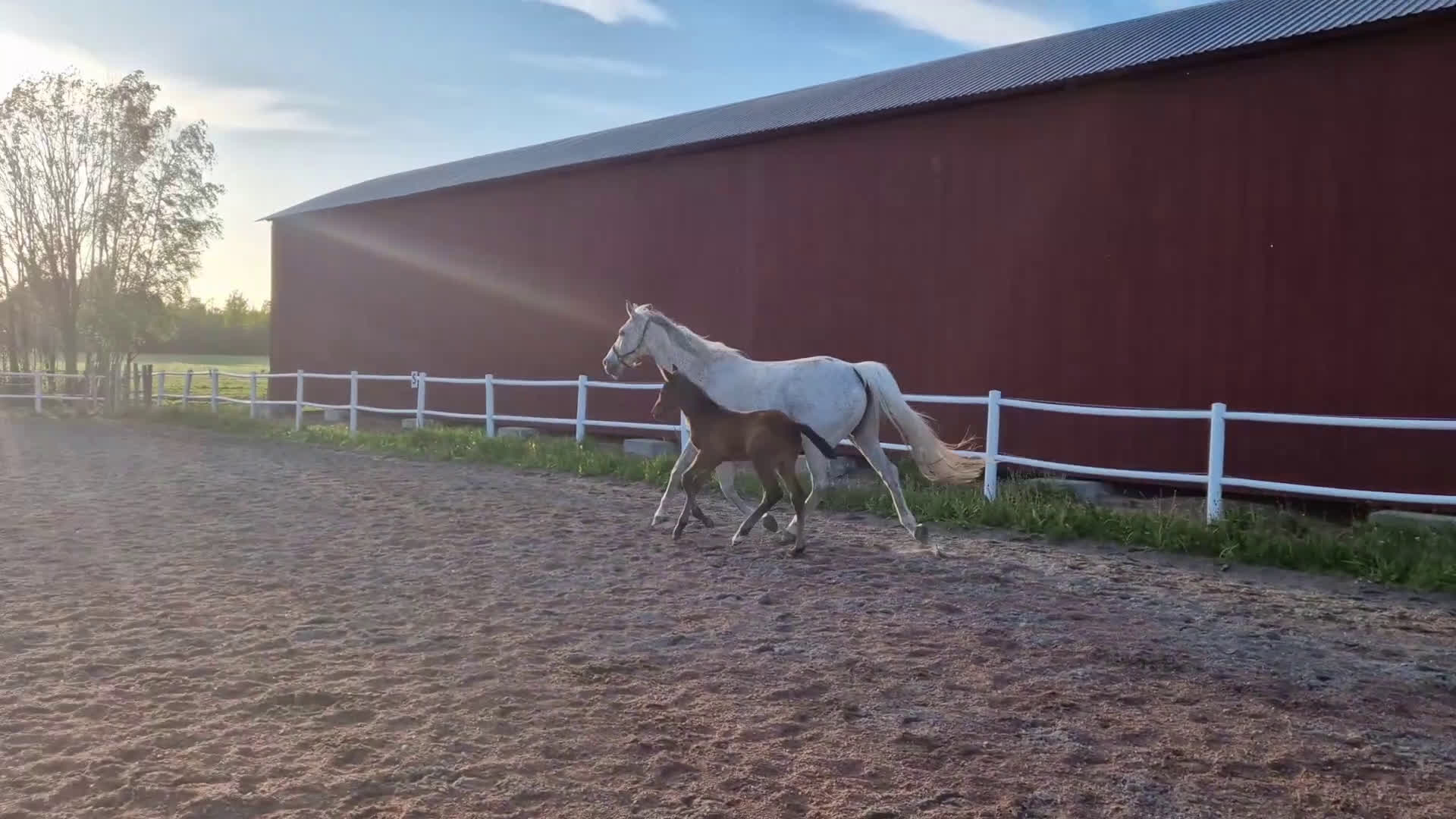 Hoppning hästar till salu: Framtida hoppstjärna  i Väse - Video 1