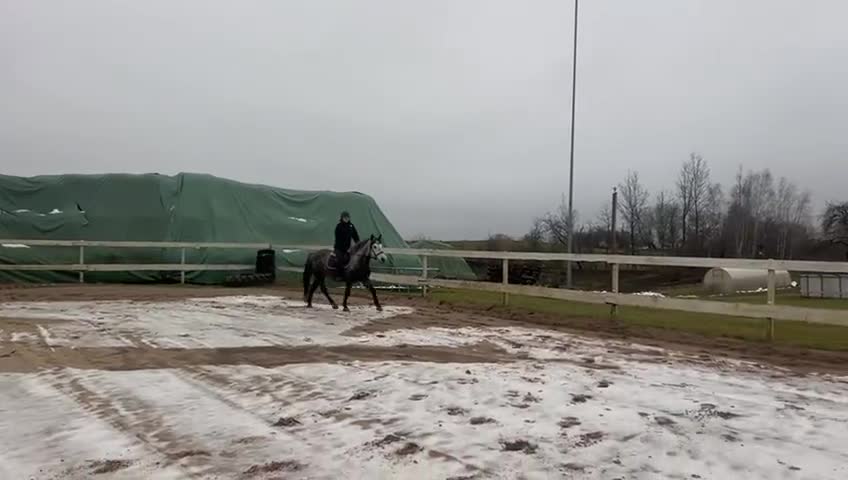 Allround hästar till salu: Snäll häst med potential  - Video 1