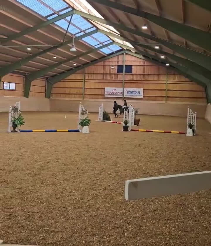 Allround hästar till salu: Den ultimata barnponnyn  - Video 2