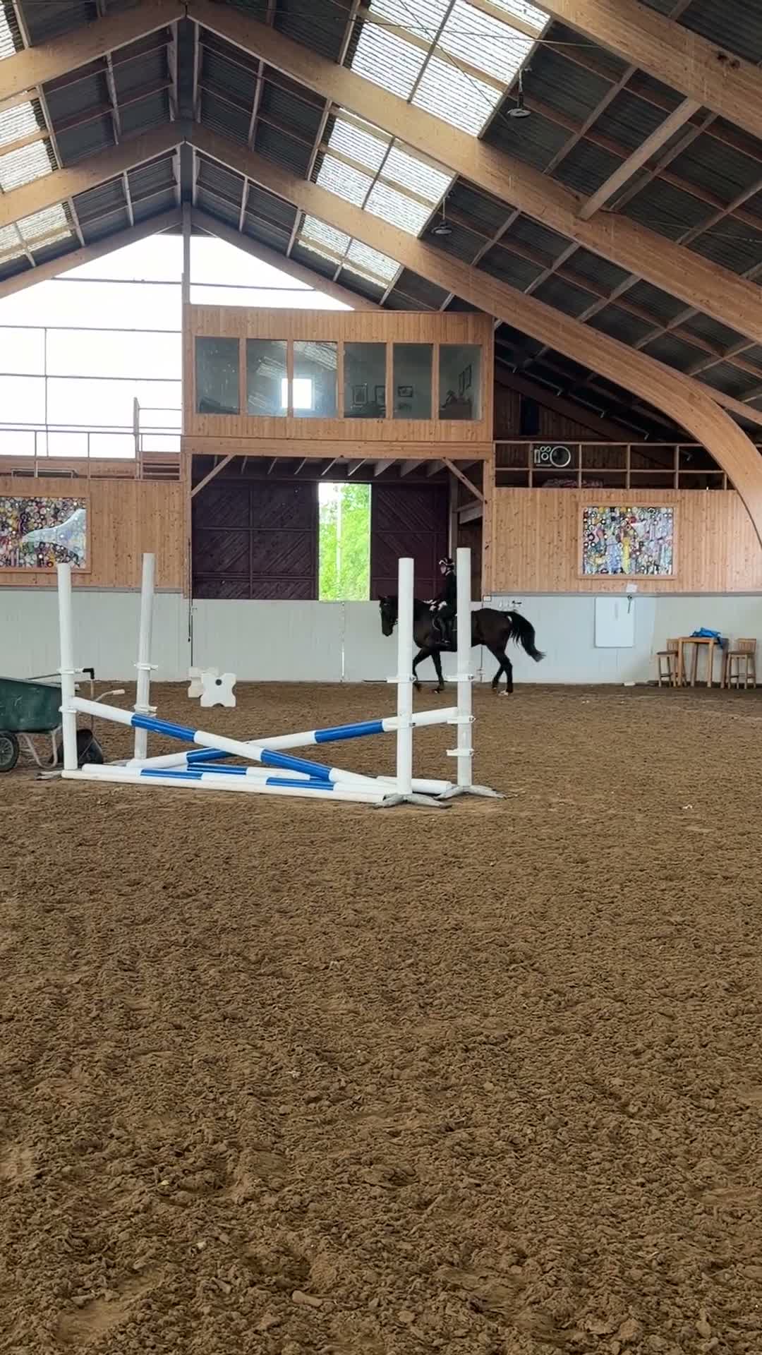 Allround hästar till salu: Trevlig allround valack  - Video 4