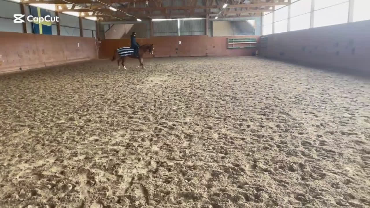 Allround hästar till salu: Intressekoll, ponny med kapacitet⭐️ - Video 1