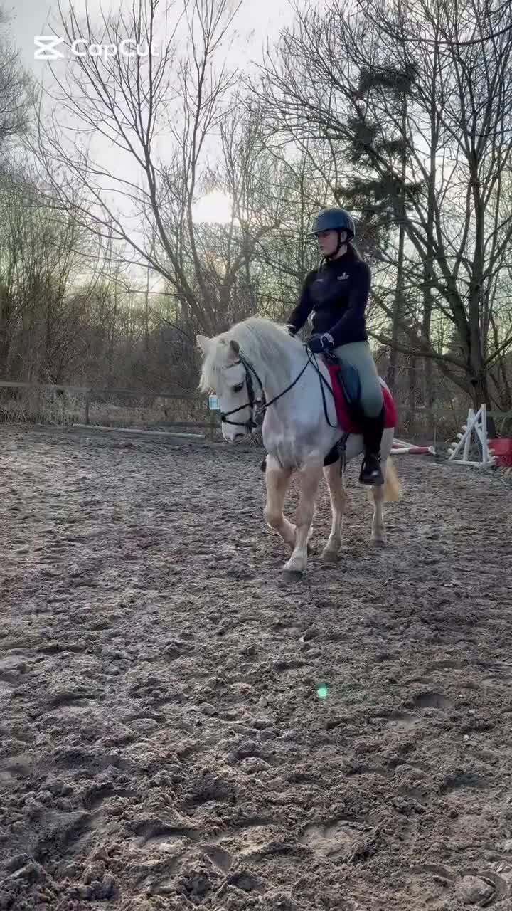 Allround hästar till salu: Talentfuld kat 3 pony med masser af potentiale  - Video 1