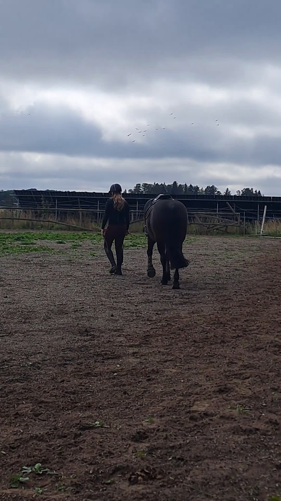 Allround hästar till salu: Pigg o hoppglad skogsmulle i Enköping - Video 2