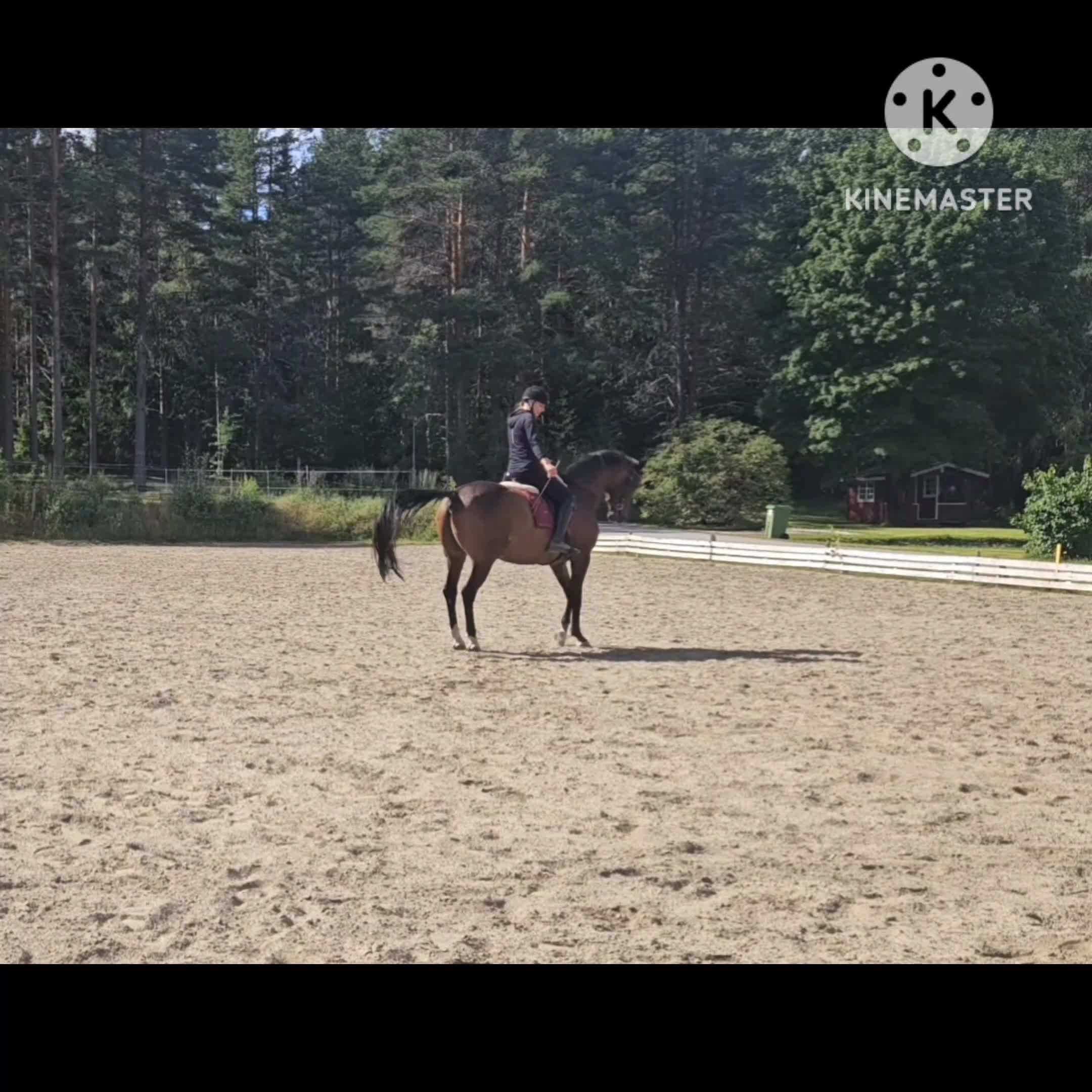 Allround hästar till salu: Vacker och personlig kille med fina kvaliteter - Video 3