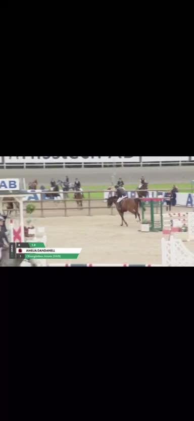 Allround hästar till salu: Charmig och välutbildad valack söker rätt hem i Sigtuna - Video 1