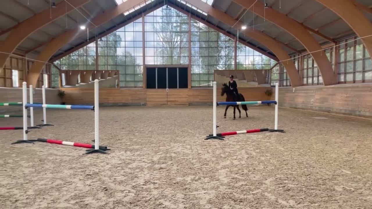 Hoppning hästar till salu: Tävlingshäst och snyggt selektionssto - Video 2