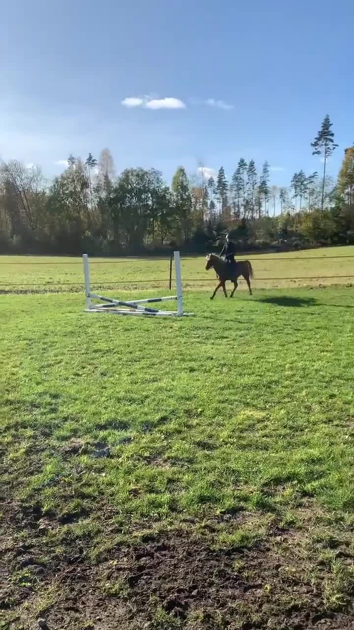 Allround hästar till salu: Träningskompis - Video 1
