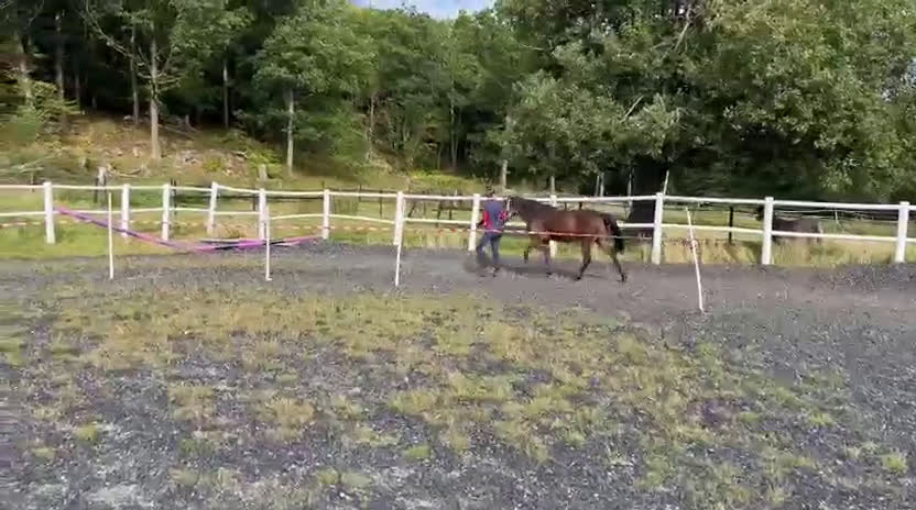 Hoppning hästar till salu: Framtida stjärna⭐️ i Kungsbacka - Video 1