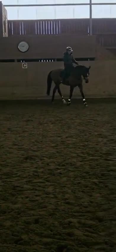 Dressyr hästar till salu: Selektions sto med fin dressyr stam  - Video 1