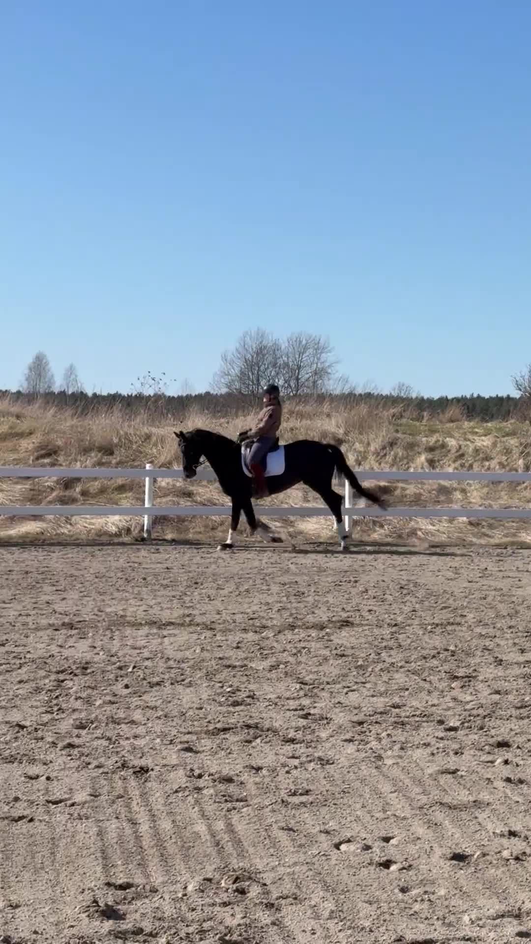 Dressyr hästar till salu: Superfint sto till satsande ryttare - Video 1