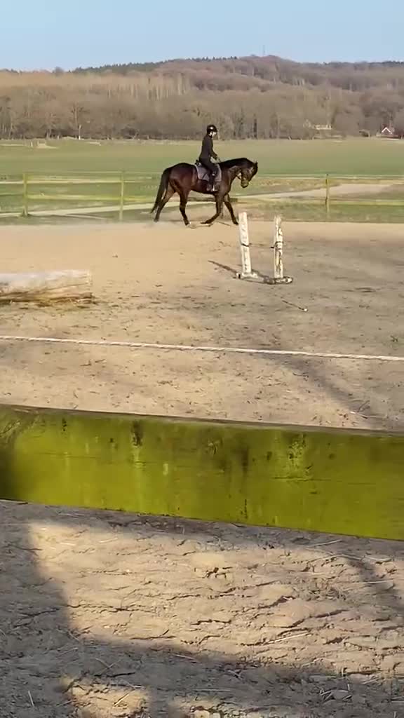 Hoppning hästar till salu: Trevlig valack  - Video 1