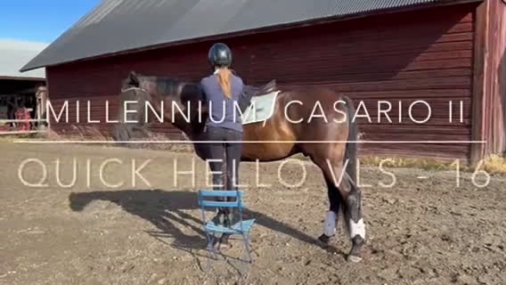 Allround hästar till salu: Fynd  i Fjugesta - Video 1