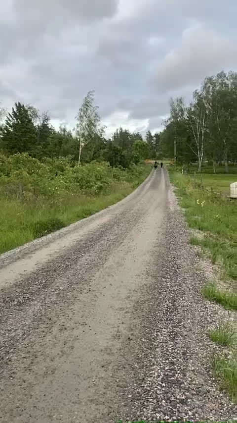 Allround hästar till salu: Teddy söker nytt 🏠 i Hallstavik - Video 3