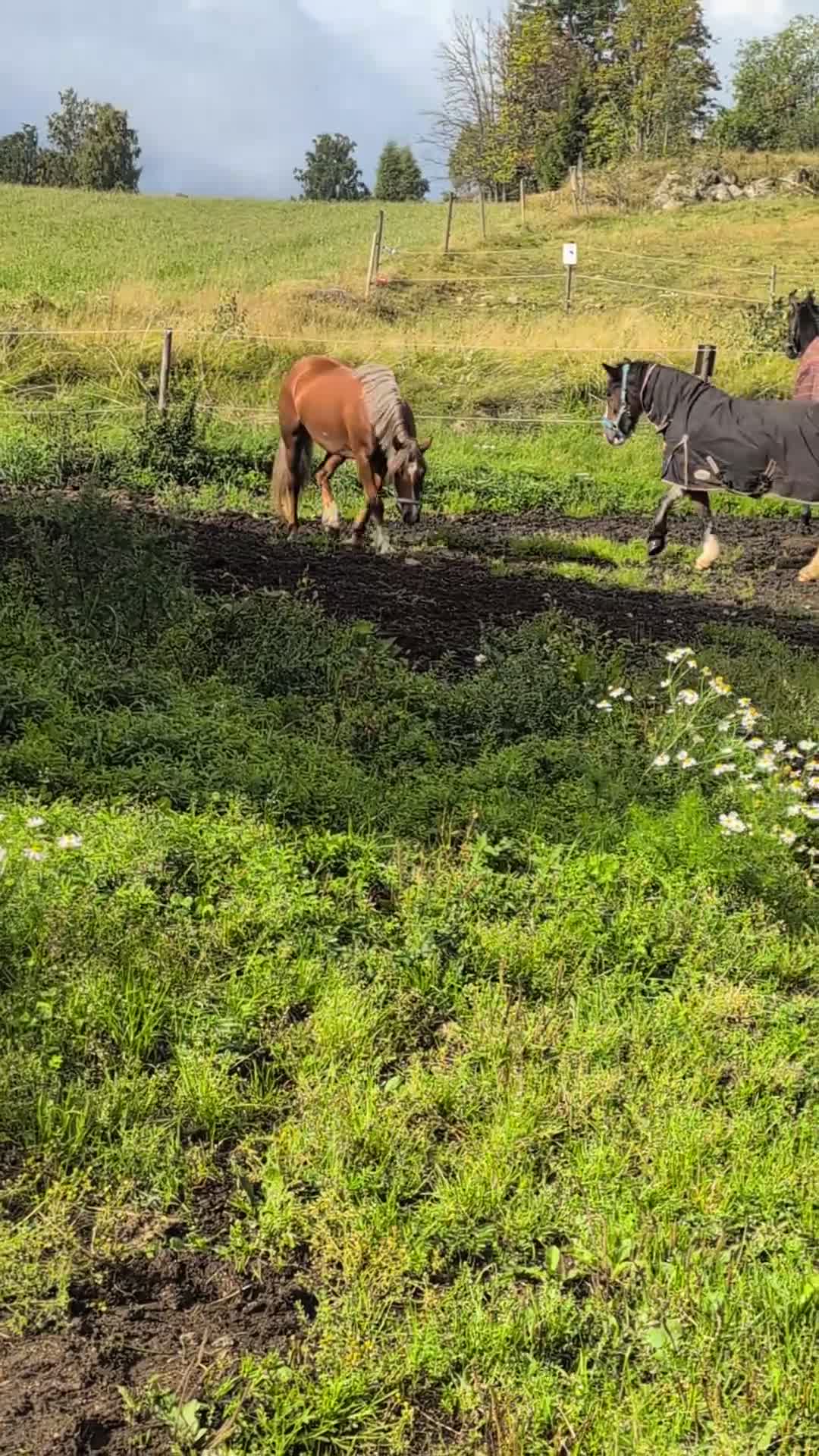 Allround hästar till salu: Ljuvligt sto  - Video 1
