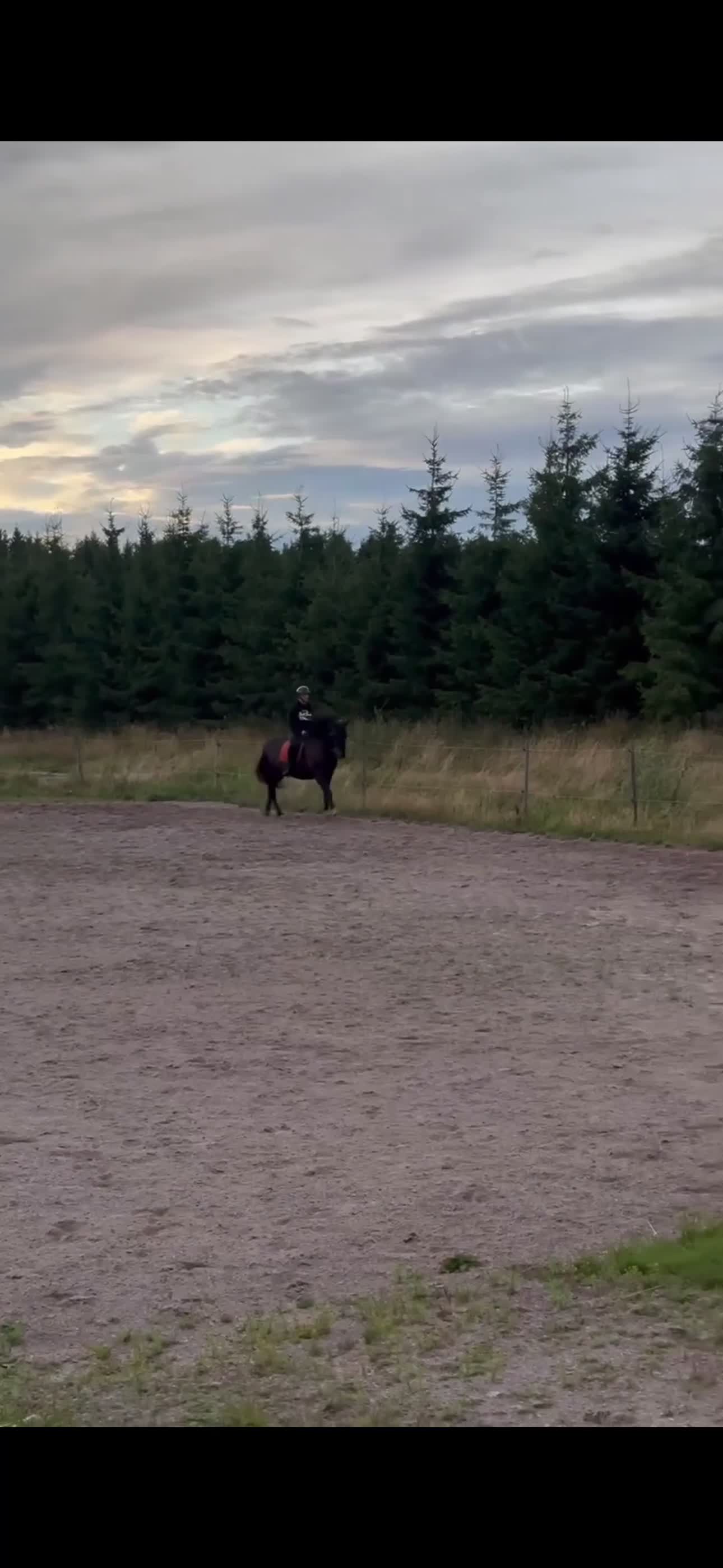 Allround hästar till salu: PRE valack i sina bästa år - Video 2