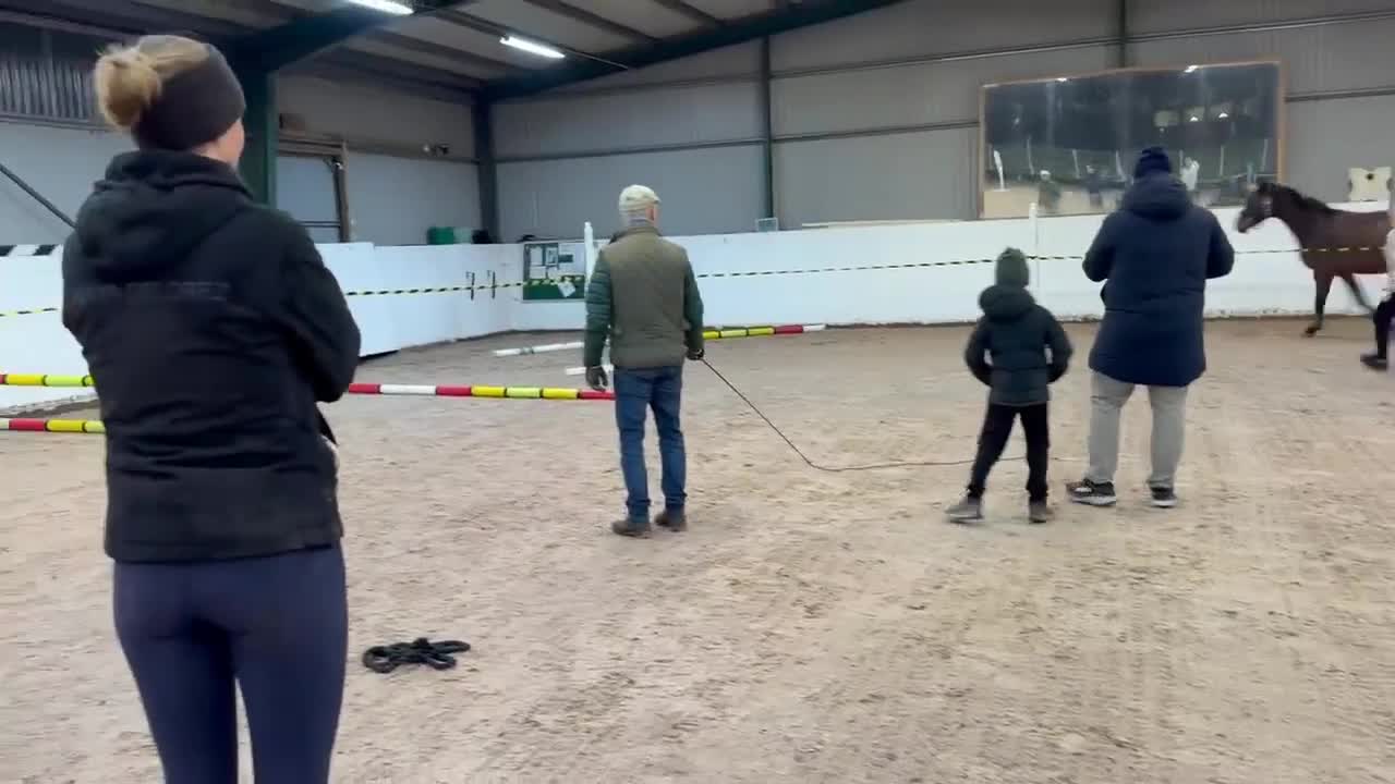 Hoppning hästar till salu: Mycket trevlig unghäst  - Video 4