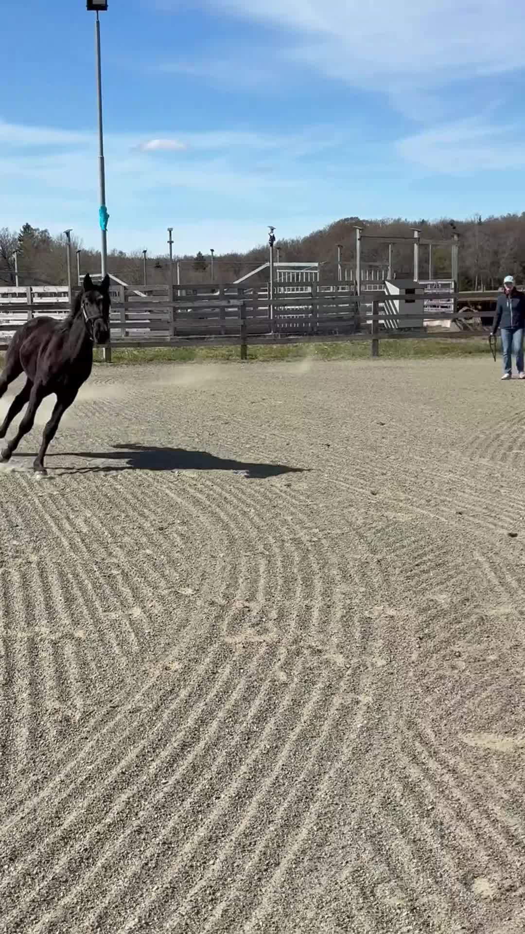Dressyr hästar till salu: Vacker 1-årshingst med fina poäng - Video 1