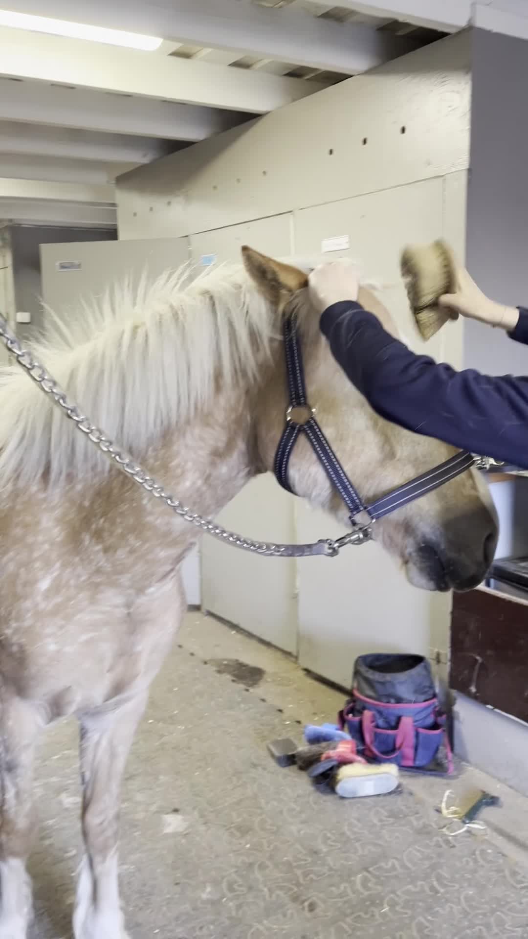 Allround hästar till salu: Trevlig och okomplicerad inriden valack - Video 4