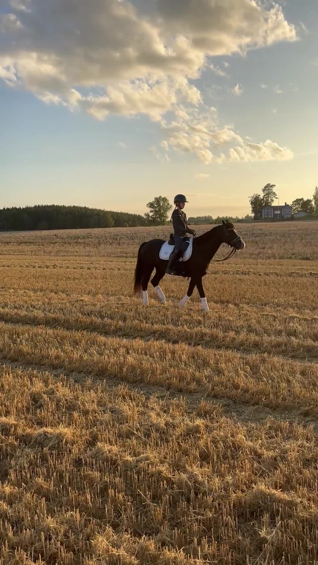 Hoppning hästar till salu: Ungponny för toppsporten✨ - Video 4