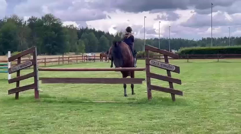 Hoppning hästar till salu: Fantastisk hobby/tävlingskompis efter Kannan  i Linköping - Video 5
