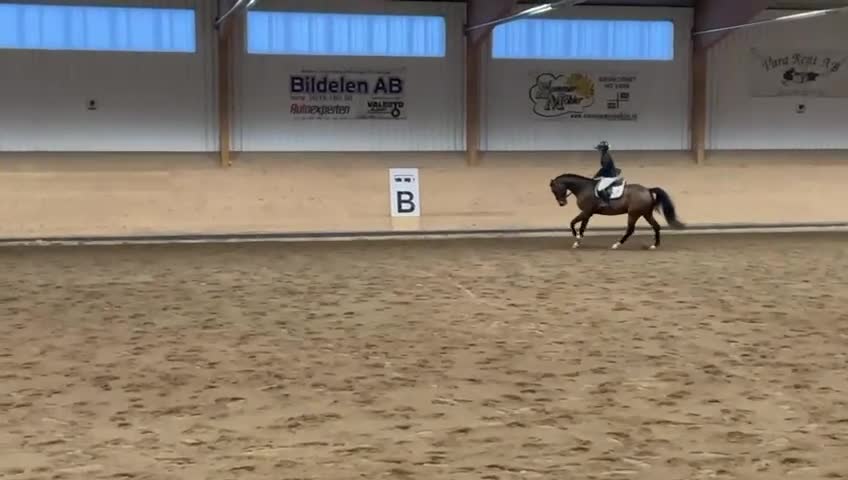 Allround hästar till salu: Trevlig Valack - Video 2
