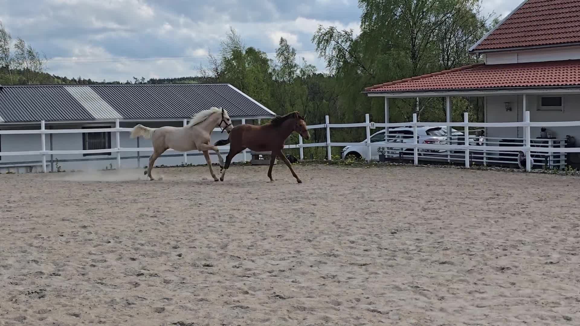 Allround hästar till salu: Sagohäst med ljuvligt temperament  - Video 2