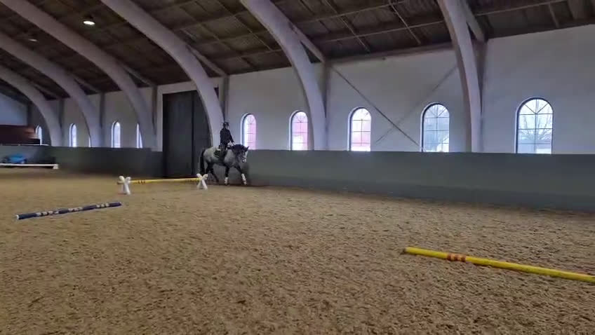 Hoppning hästar till salu: Hoppsto med framtidsutsikt och otroligt sinnelag - Video 3