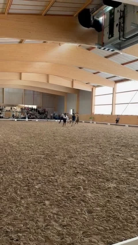 Barockt hästar till salu: Pga av platsbrist sto 2019 inport som 2 åring i Stockholm - Video 1