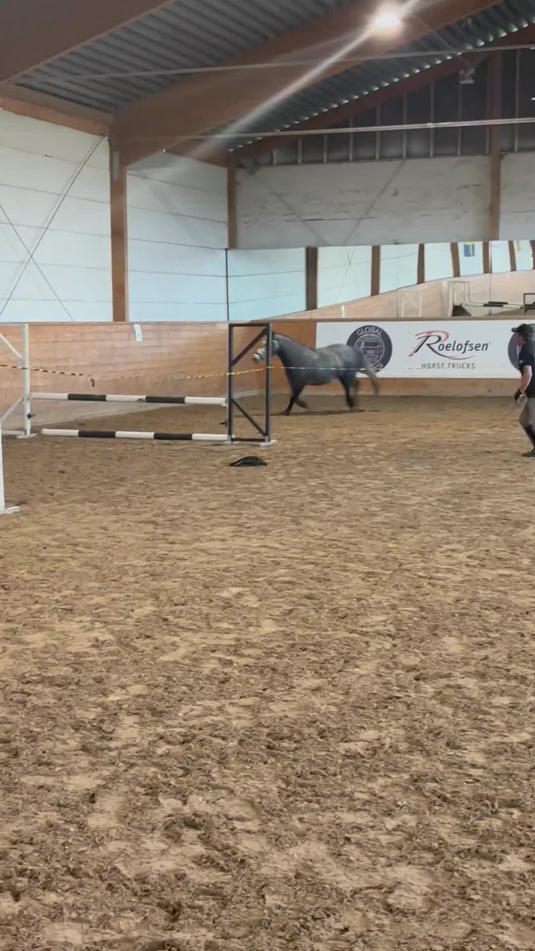 Allround hästar till salu: Välutvecklad connemara u vinnare hoppchamp - Video 3