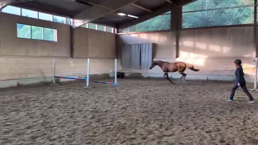 Hoppning hästar till salu: Cool kille i Härnösand - Video 4