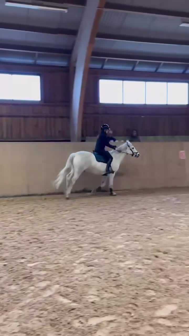 Allround hästar till salu: Trygg och genomsnäll D-ponny i Hässleholm - Video 2