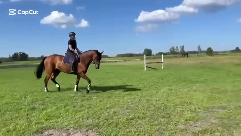 Allround hästar till salu: Partner och familjemedlem i Vadstena - Video 1