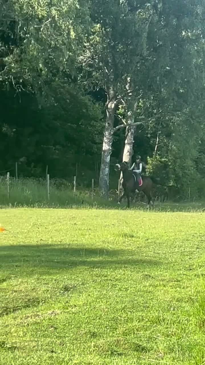 Allround hästar till salu: Oslipad diamant🤎 - Video 2