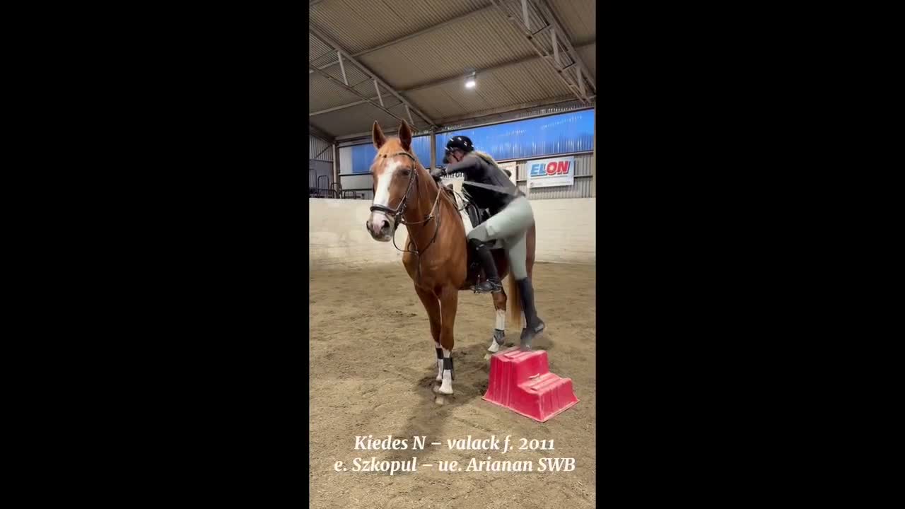 Allround hästar till salu: Välutbildad, sund och trevlig valack! - Video 1