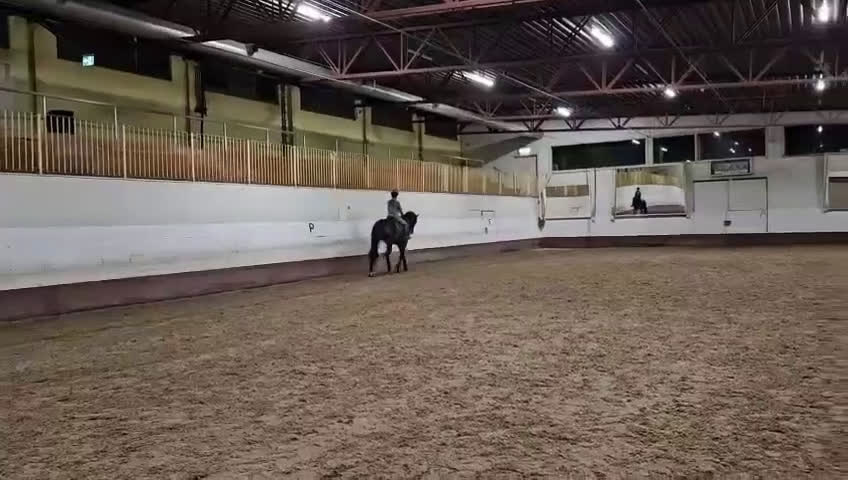 Dressyr hästar till salu: En diamant i Stenstorp - Video 2