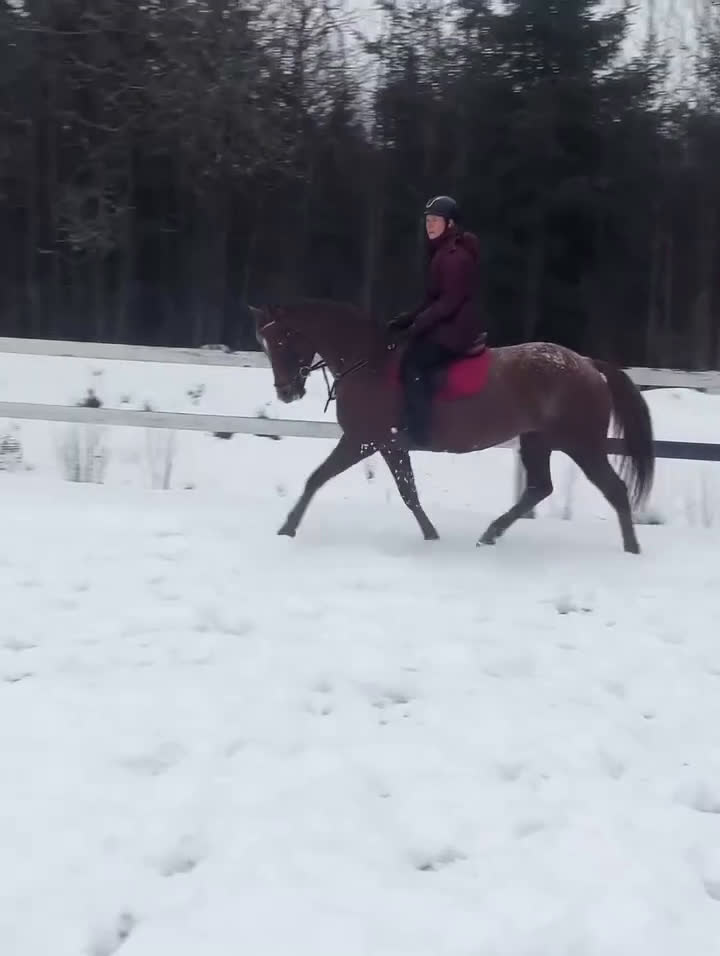 Allround hästar till salu: Trevligt Appaloosa sto i Sävsjö - Video 2