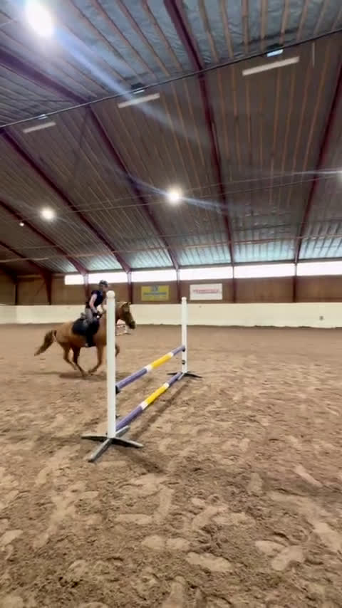 Allround hästar till salu: Allround/läromästare söker nu en ny bästa vän💛 - Video 3