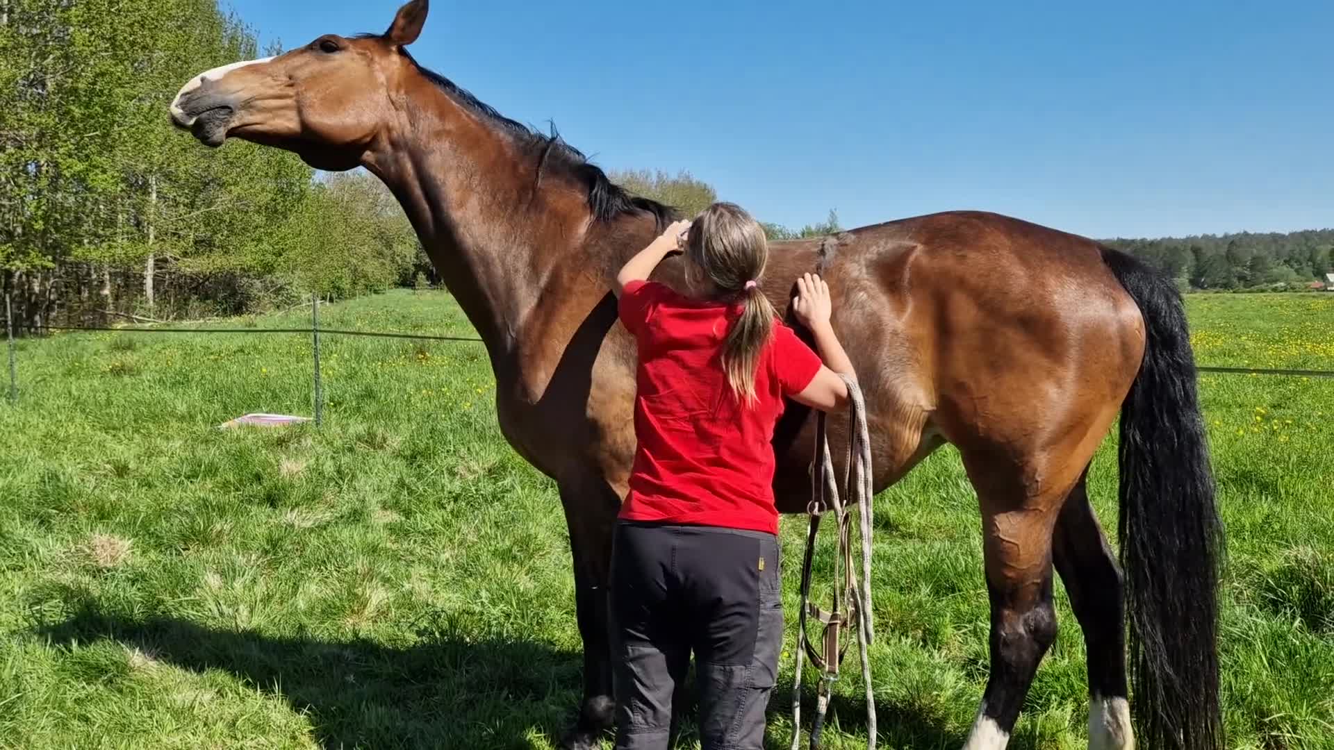  foderhäst finnes: Fin sällskapshäst söker nytt hem ❤️ - Video 2