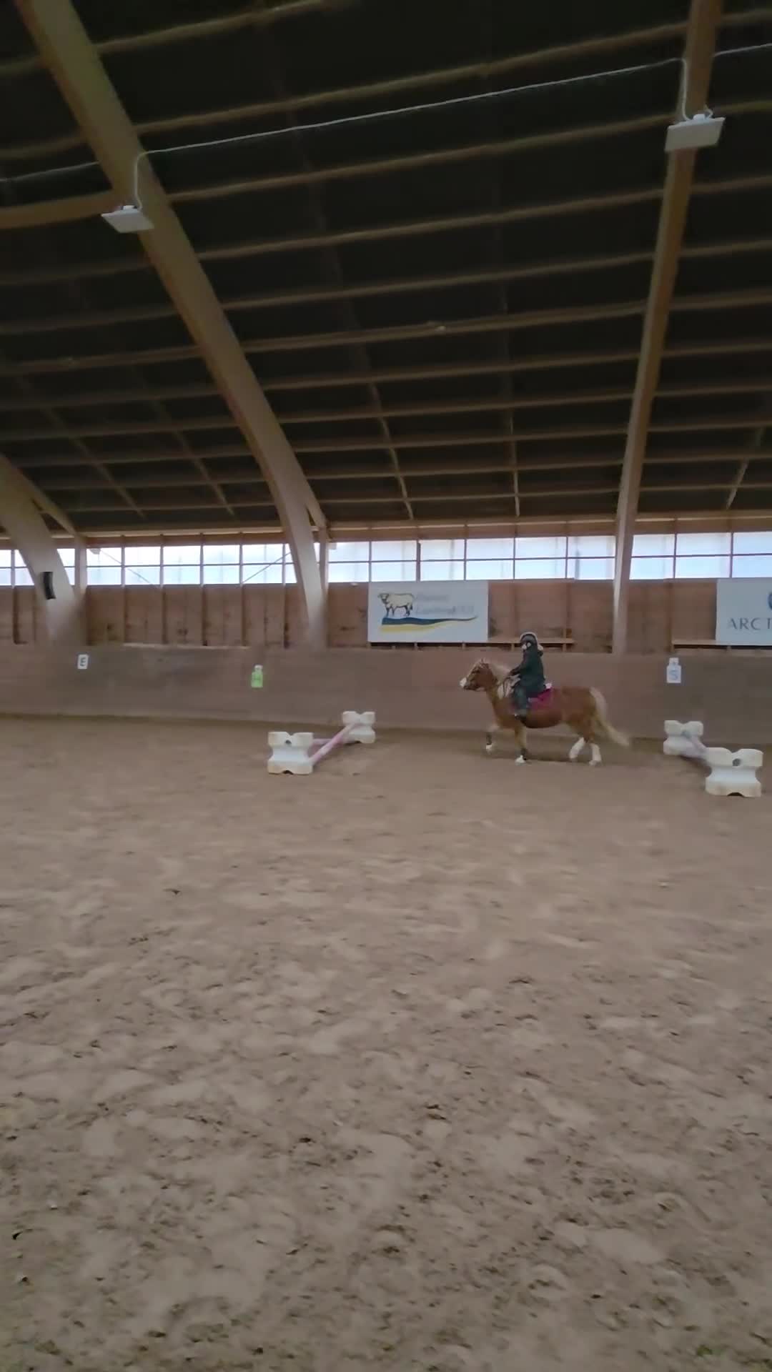 Allround hästar till salu: Sött whelssto, barnponny. - Video 4